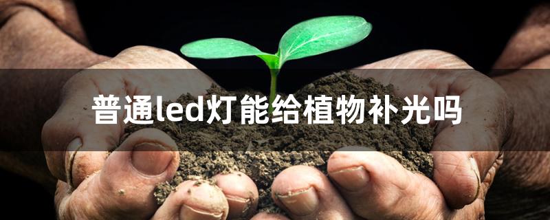 普通led灯能给植物补光吗 普通led灯能给植物补光吗