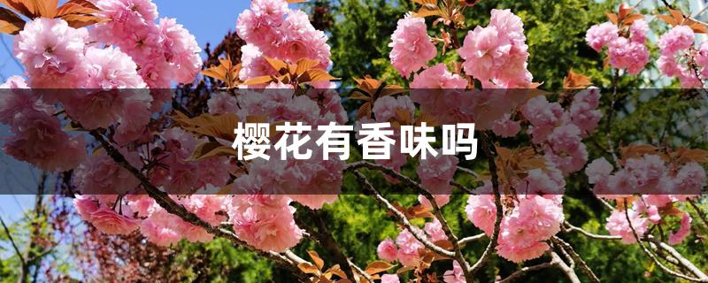 樱花有香味吗 樱花有香味吗
