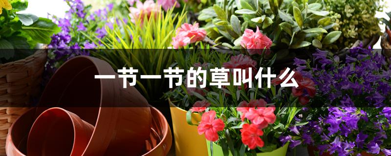 一节一节的草叫什么 一节一节的草叫什么