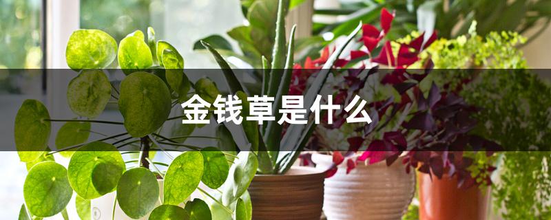 金钱草是什么 金钱草是什么