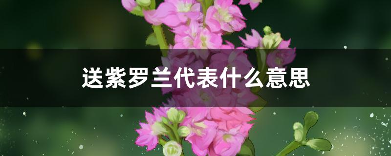送紫罗兰代表什么意思 送紫罗兰代表什么意思