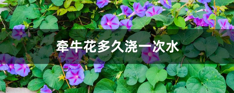 牵牛花多久浇一次水 牵牛花多久浇一次水