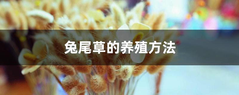 兔尾草的养殖方法