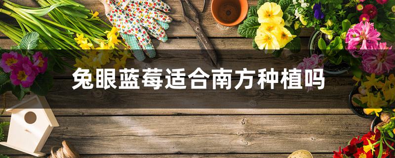 兔眼蓝莓适合南方种植吗 兔眼蓝莓适合南方种植吗