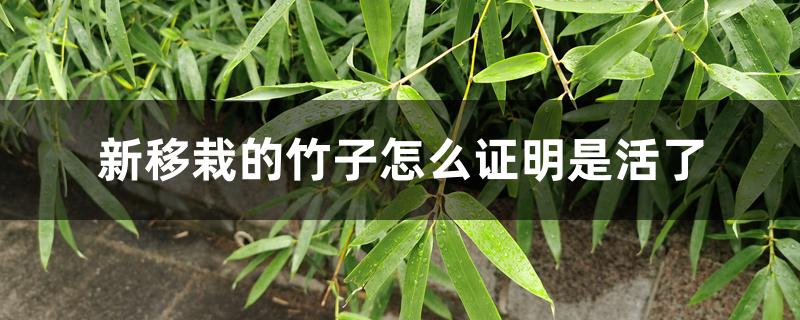新移栽的竹子怎么证明是活了 新移栽的竹子怎么证明是活了