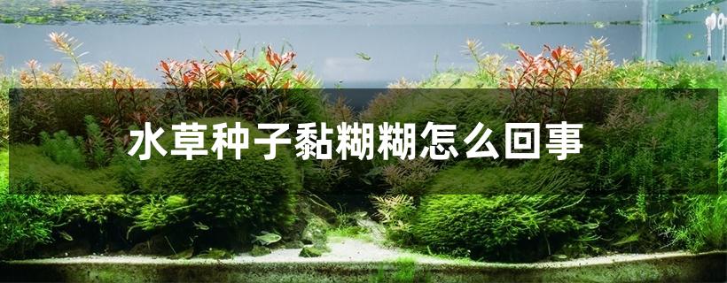 水草种子黏糊糊怎么回事 水草种子黏糊糊怎么回事