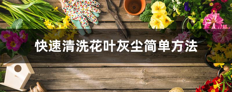 快速清洗花叶灰尘简单方法 快速清洗花叶灰尘简单方法