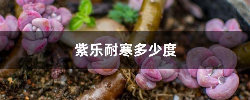 紫乐耐寒多少度 紫乐耐寒多少度