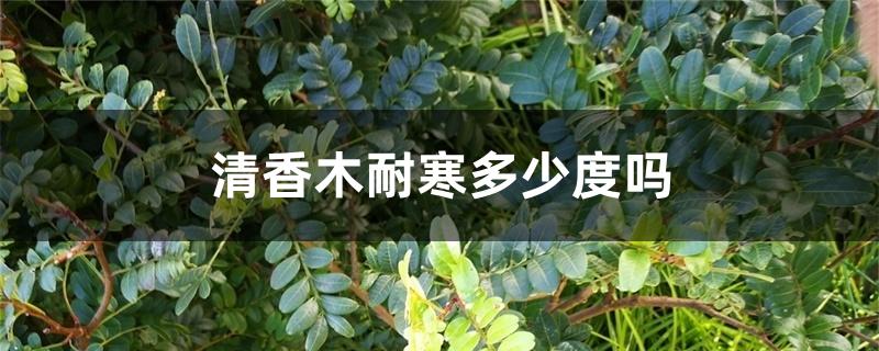 清香木耐寒多少度吗 清香木耐寒多少度吗