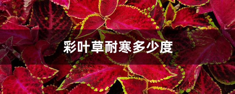 彩叶草耐寒多少度 彩叶草耐寒多少度