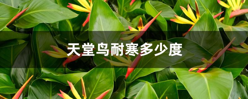 天堂鸟耐寒多少度