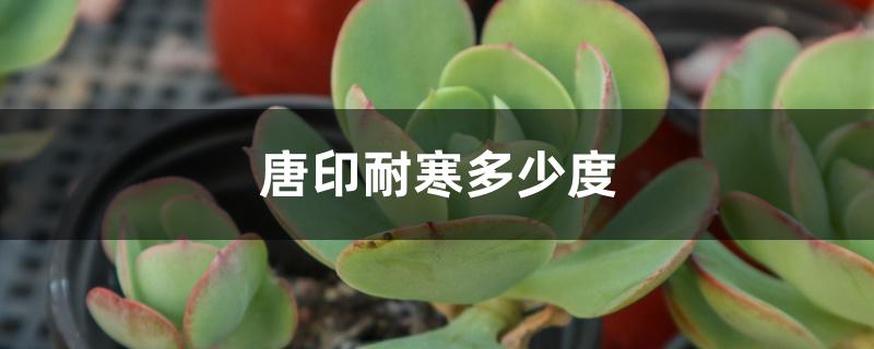 唐印耐寒多少度 唐印耐寒多少度
