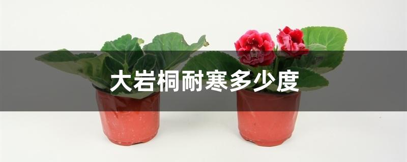 大岩桐耐寒多少度 大岩桐耐寒多少度