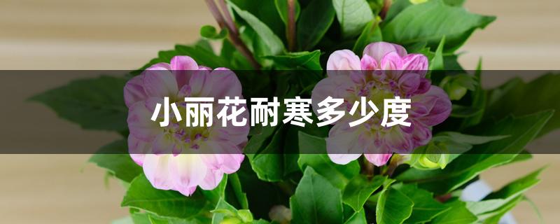 小丽花耐寒多少度 小丽花耐寒多少度