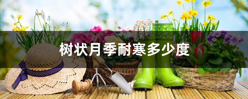 树状月季耐寒多少度 树状月季耐寒多少度