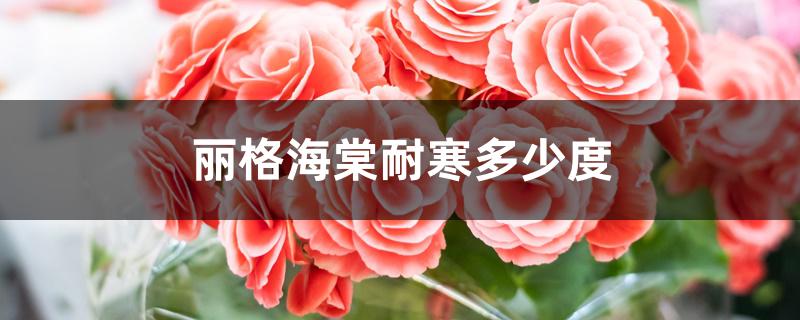 丽格海棠耐寒多少度 丽格海棠耐寒多少度