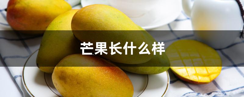 芒果长什么样 芒果长什么样