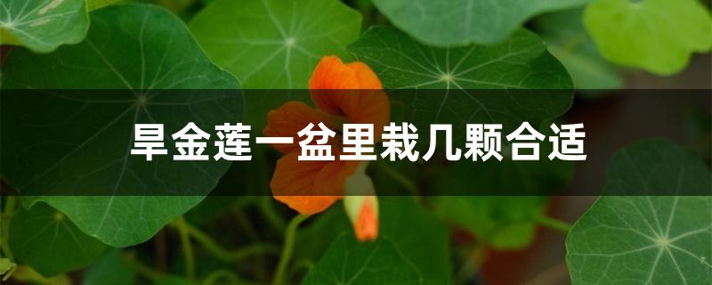 旱金莲一盆里栽几颗合适 旱金莲一盆里栽几颗合适