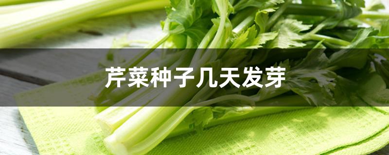 芹菜种子几天发芽 芹菜种子几天发芽
