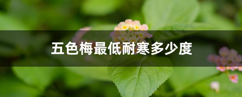 五色梅最低耐寒多少度 五色梅最低耐寒多少度