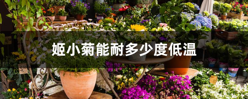 姬小菊能耐多少度低温 姬小菊能耐多少度低温