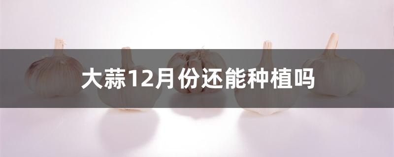 大蒜12月份还能种植吗