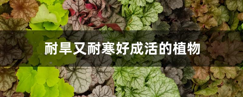 耐旱又耐寒好成活的植物 耐旱又耐寒好成活的植物