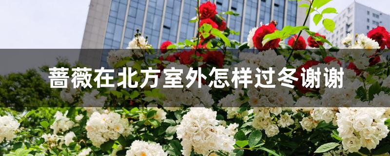蔷薇在北方室外怎样过冬谢谢 蔷薇在北方室外怎样过冬谢谢