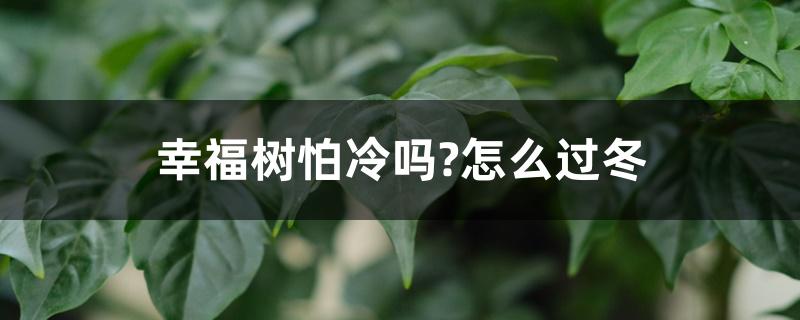 幸福树怕冷吗?怎么过冬 幸福树怕冷吗?怎么过冬