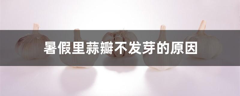 暑假里蒜瓣不发芽的原因 暑假里蒜瓣不发芽的原因