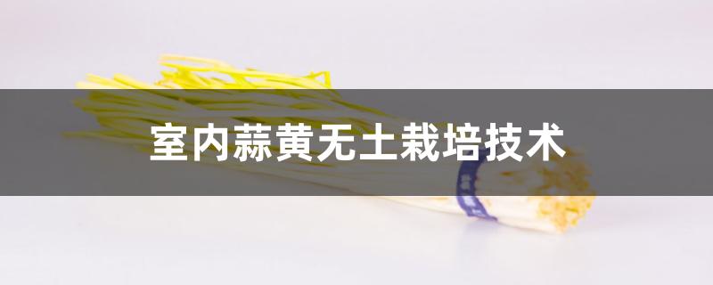 室内蒜黄无土栽培技术 室内蒜黄无土栽培技术