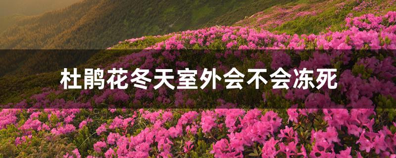 杜鹃花冬天室外会不会冻死
