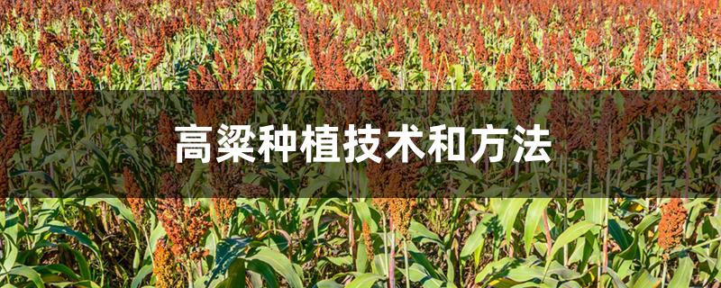 高粱种植技术和方法 高粱种植技术和方法