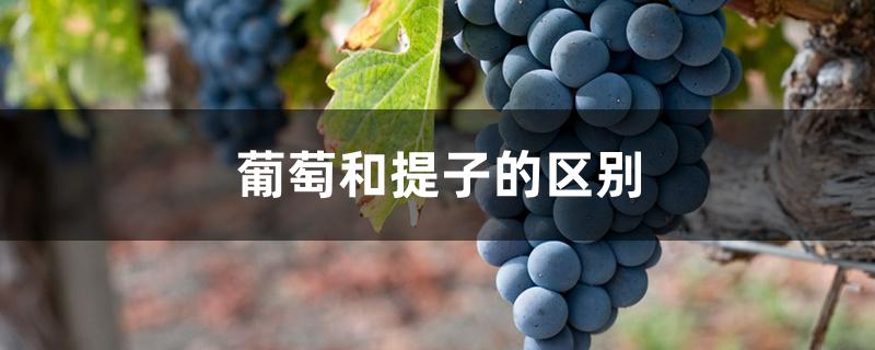 葡萄和提子的区别 葡萄和提子的区别