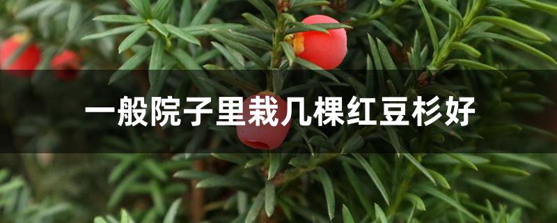 一般院子里栽几棵红豆杉好 一般院子里栽几棵红豆杉好