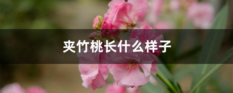 夹竹桃长什么样子