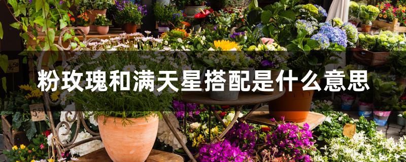 粉玫瑰和满天星搭配是什么意思 粉玫瑰和满天星搭配是什么意思