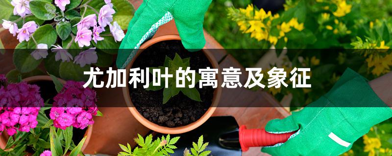 尤加利叶的寓意及象征 尤加利叶的寓意及象征