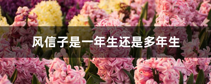 风信子是一年生还是多年生 风信子是一年生还是多年生