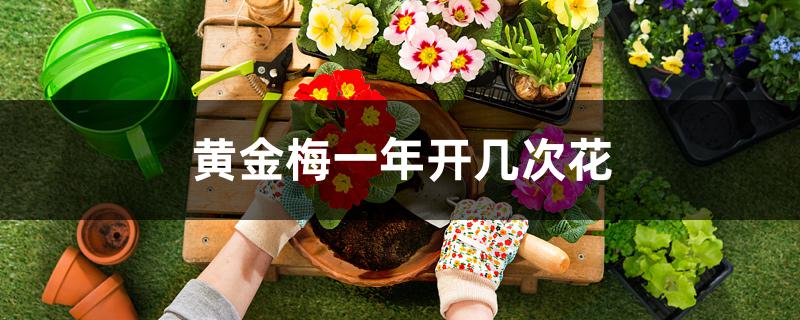 黄金梅一年开几次花 黄金梅一年开几次花
