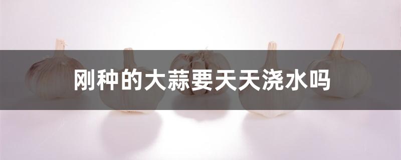 刚种的大蒜要天天浇水吗 刚种的大蒜要天天浇水吗