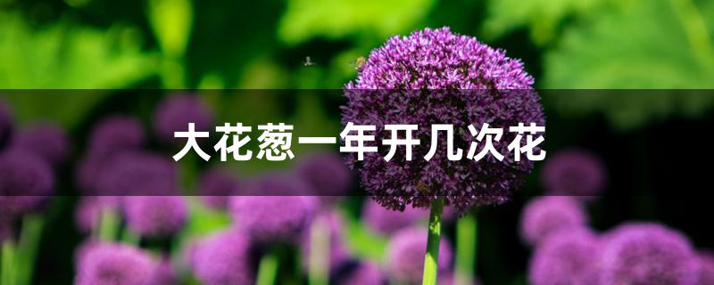 大花葱一年开几次花 大花葱一年开几次花