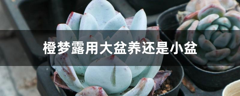 橙梦露用大盆养还是小盆 橙梦露用大盆养还是小盆
