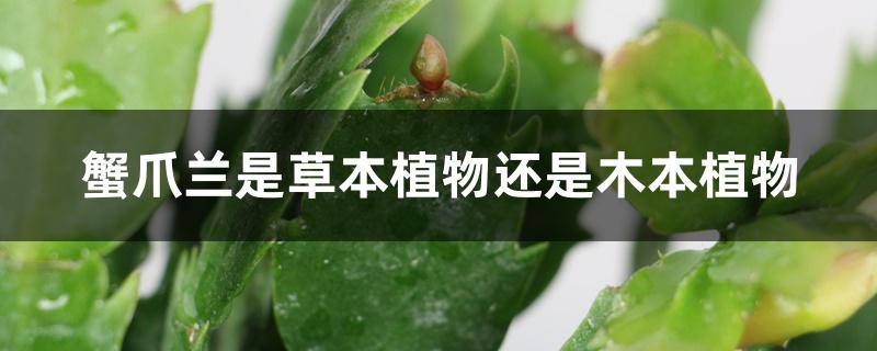 蟹爪兰是草本植物还是木本植物