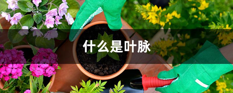 什么是叶脉 什么是叶脉