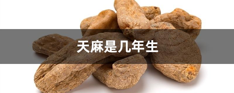 天麻是几年生 天麻是几年生