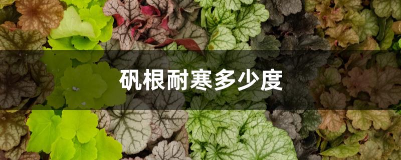 矾根耐寒多少度 矾根耐寒多少度