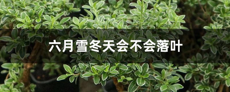 六月雪冬天会不会落叶 六月雪冬天会不会落叶