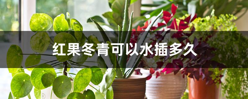 红果冬青可以水插多久 红果冬青可以水插多久
