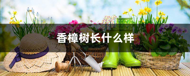 香樟树长什么样